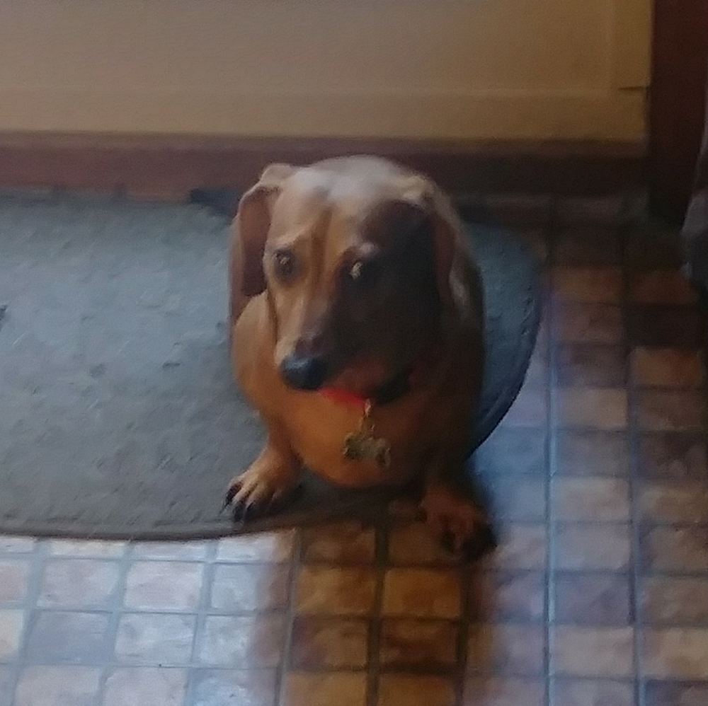 dog